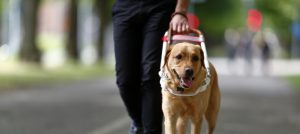 Foto lånat från SRFs webbplats.
Ledarhundsförare med ljusbrun labrador i sele.